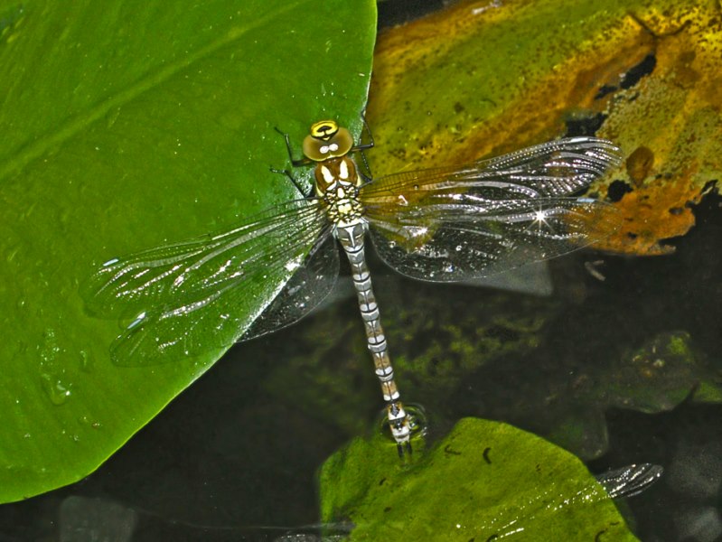 Una libellula appena nata da identificare: Aeshna cyanea